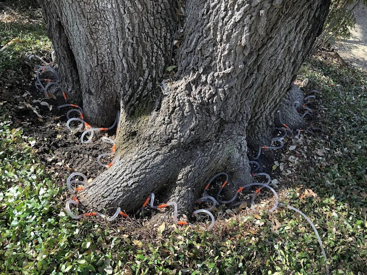 Detailed Tree Cabling and Bracing job site in Twin Oaks