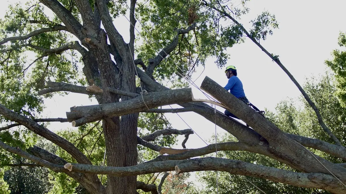 Professional Crown Thinning performed by certified arborists in Twin Oaks