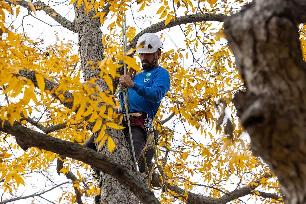Skilled Tree Pruning crew working in Twin Oaks