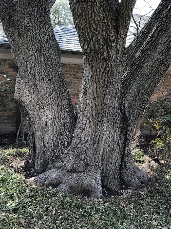 Mature heritage tree close to a Twin Oaks property cared for by certified arborists